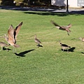 長嘴杓鷸 long-billed curlew (14).JPG