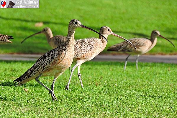 長嘴杓鷸 long-billed curlew (21).JPG