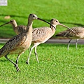 長嘴杓鷸 long-billed curlew (21).JPG