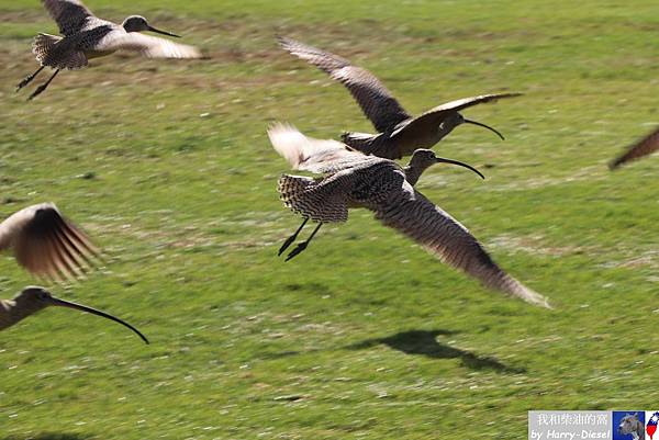 長嘴杓鷸 long-billed curlew (26).JPG