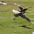 長嘴杓鷸 long-billed curlew (26).JPG