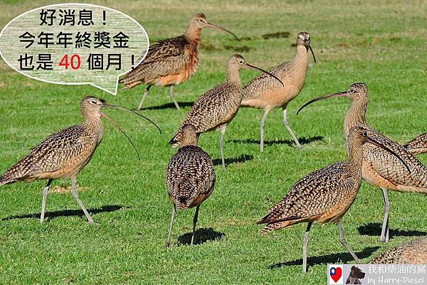 長嘴杓鷸 long-billed curlew (8).JPG