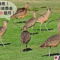 長嘴杓鷸 long-billed curlew (8).JPG