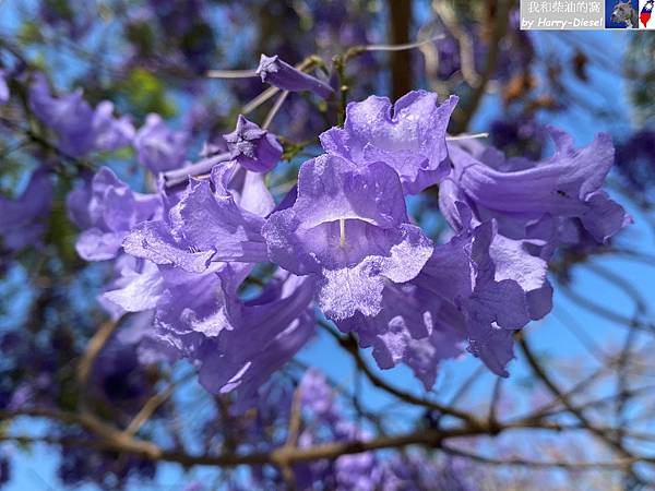 藍花楹 (9).JPG