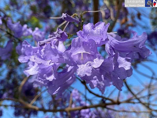 藍花楹22 Jacaranda 我和柴油的窩 痞客邦 藍花楹22 Jacaranda 我和柴油的窩 痞客邦