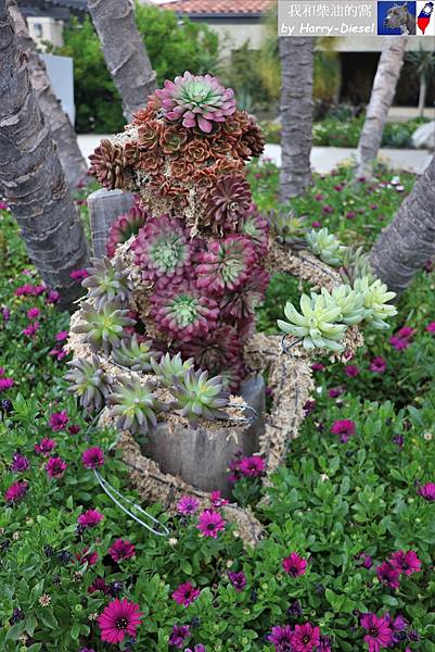 洛杉磯南海岸植物園 (2).JPG