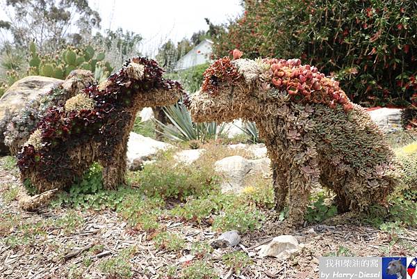 洛杉磯南海岸植物園 (19).JPG