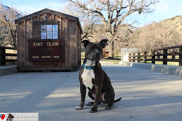 0226 Fort Tejon, Almond %26; peach flower (25).JPG