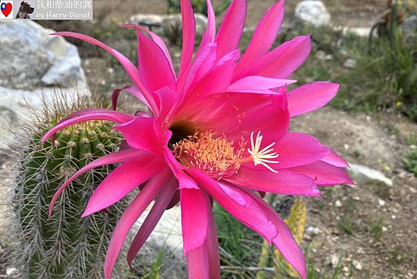 洛杉磯南海岸植物園 (25).JPG