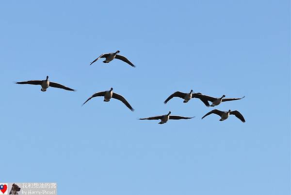 加拿大雁 Canada goose (3).JPG