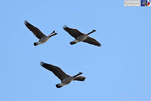 加拿大雁 Canada goose (5).JPG