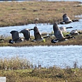 加拿大雁 Canada goose (9).JPG