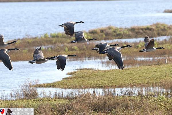 加拿大雁 Canada goose (10).JPG