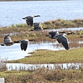 加拿大雁 Canada goose (10).JPG