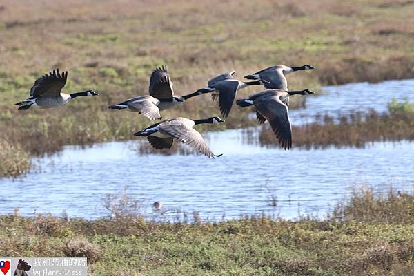 加拿大雁 Canada goose (8).JPG