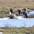 加拿大雁 Canada goose (8).JPG