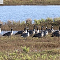 加拿大雁 Canada goose (11).JPG