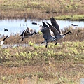 加拿大雁 Canada goose (12).JPG