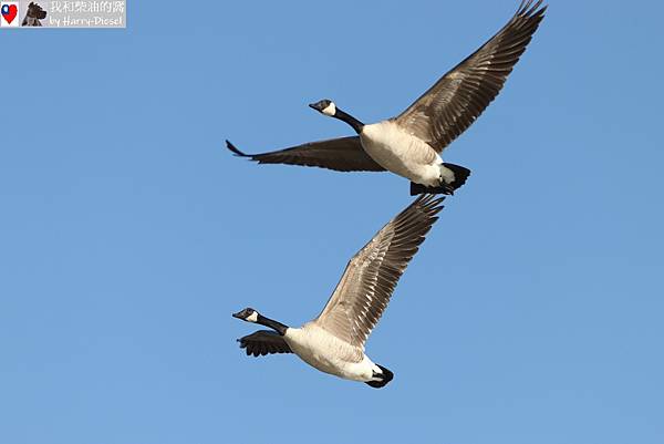 加拿大雁 Canada goose (15).JPG