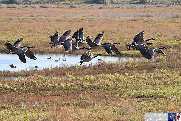 加拿大雁 Canada goose (16).JPG