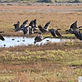 加拿大雁 Canada goose (16).JPG