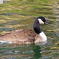 加拿大雁 Canada goose (19).JPG