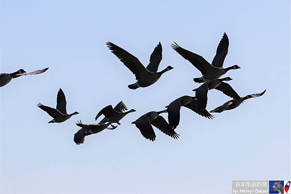 加拿大雁 Canada goose (18).JPG