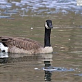 加拿大雁 Canada goose (21).JPG