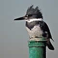 belted kingfisher 帶魚狗 (2).JPG