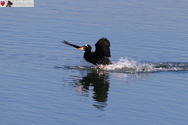 surf scoter 斑頭海番鴨.JPG