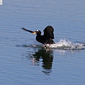 surf scoter 斑頭海番鴨.JPG