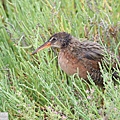 ridgway's rail (1).JPG