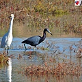 Little Blue Heron, snow egret (3).JPG