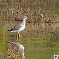 Lesser Yellowlegs (4).JPG