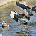 葡萄胸鴨 American wigeon (9).JPG