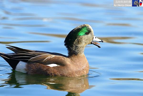 葡萄胸鴨 American wigeon (15).JPG