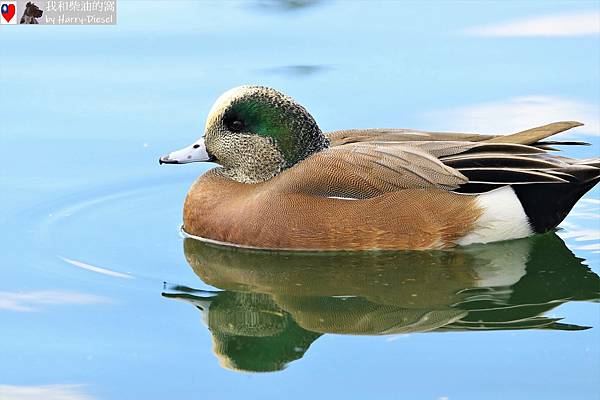 葡萄胸鴨 American wigeon (16).JPG