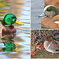 葡萄胸鴨 American wigeon (17).JPG