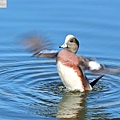 葡萄胸鴨 American wigeon (23).JPG