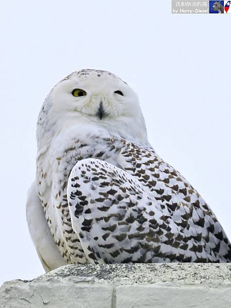 snowy owl 雪鴞 (5).JPG