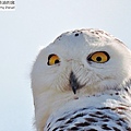 snowy owl 雪鴞 (8).JPG