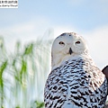 snowy owl 雪鴞 (13).JPG