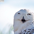 snowy owl 雪鴞 (15).JPG