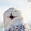 snowy owl 雪鴞 (16).JPG