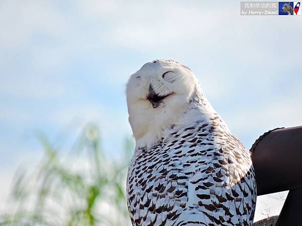 snowy owl 雪鴞 (17).JPG