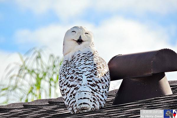 snowy owl 雪鴞 (21).JPG