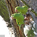 yellow chevroned parakeet (27).JPG