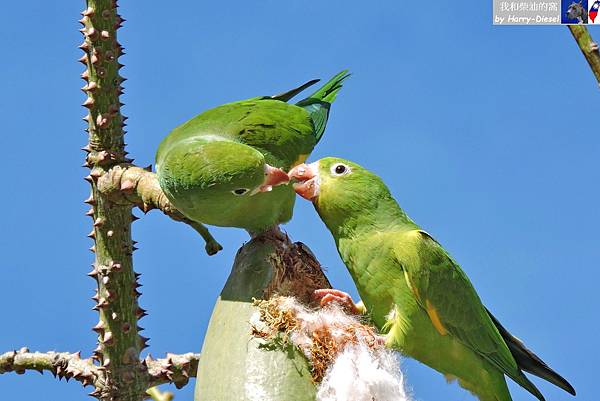 yellow chevroned parakeet (117).JPG