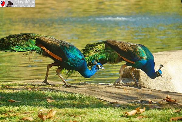 Indian peafowl (5).JPG