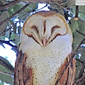 barn owl (31).JPG